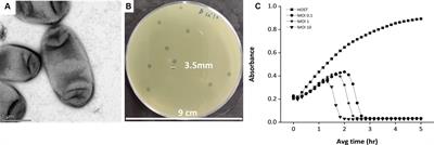 Physiochemical characterization of a potential Klebsiella phage MKP-1 and analysis of its application in reducing biofilm formation